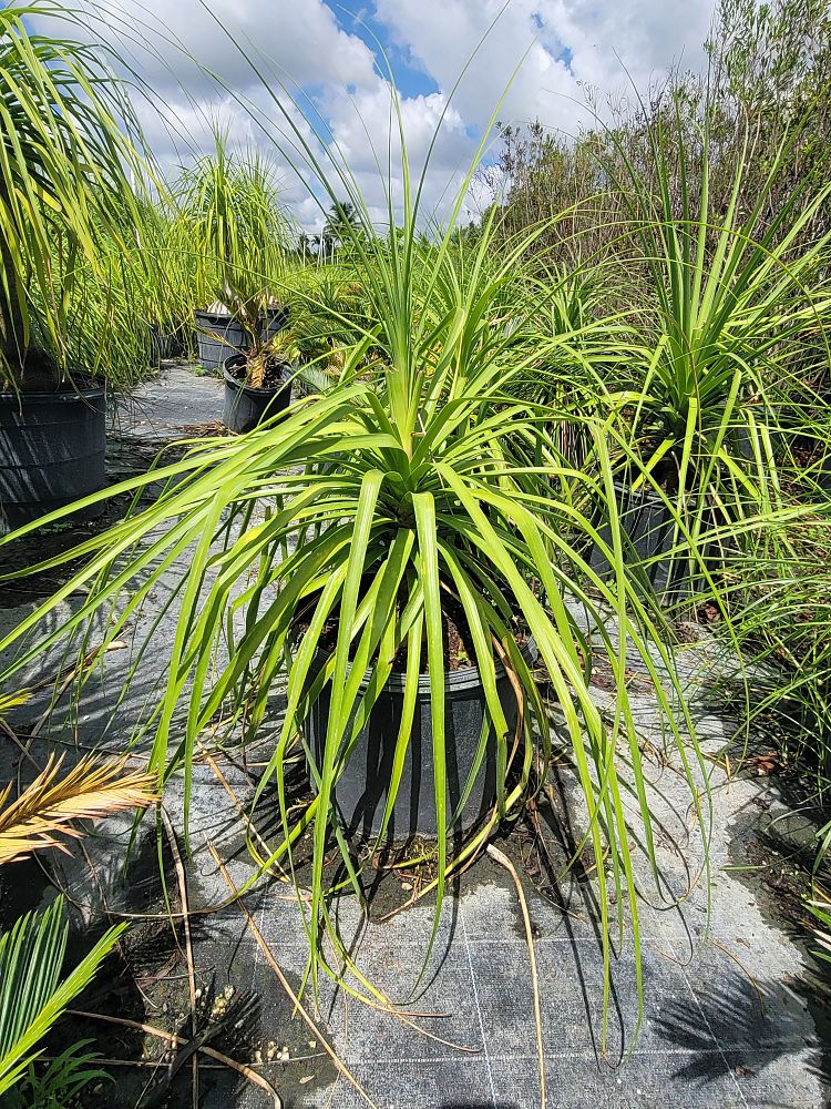 beaucarnea-recurvata-ponytail-palm-nolina-recurvata-elephant-s-foot-palm