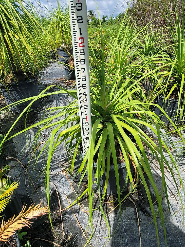 beaucarnea-recurvata-ponytail-palm-nolina-recurvata-elephant-s-foot-palm