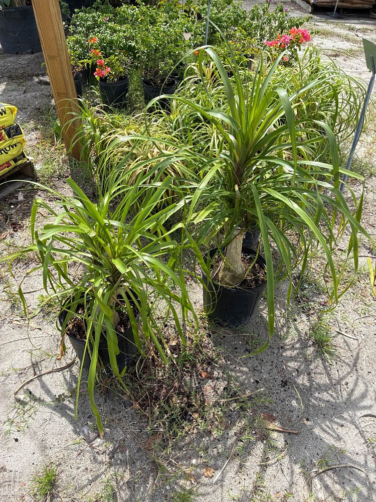 beaucarnea-recurvata-ponytail-palm-nolina-recurvata-elephant-s-foot-palm