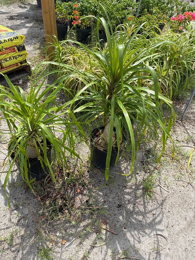beaucarnea-recurvata-ponytail-palm-nolina-recurvata-elephant-s-foot-palm