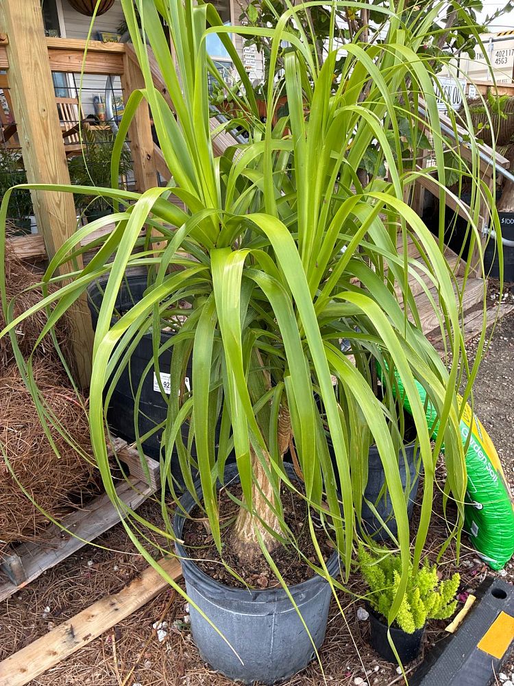 beaucarnea-recurvata-ponytail-palm-nolina-recurvata-elephant-s-foot-palm