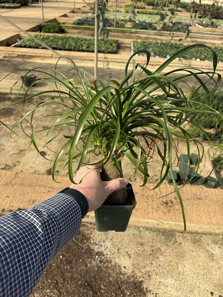 beaucarnea-recurvata-ponytail-palm-nolina-recurvata-elephant-s-foot-palm