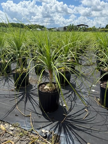 beaucarnea-recurvata-ponytail-palm-nolina-recurvata-elephant-s-foot-palm