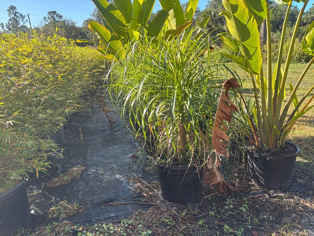 beaucarnea-recurvata-ponytail-palm-nolina-recurvata-elephant-s-foot-palm