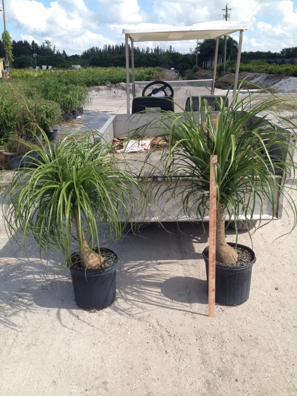 beaucarnea-recurvata-variegata-variegated-ponytail-palm