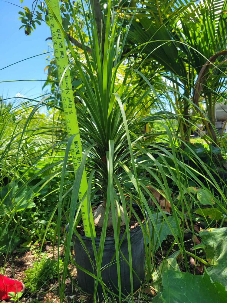 beaucarnea-recurvata-variegata-variegated-ponytail-palm