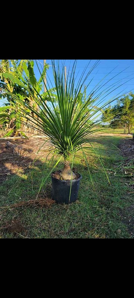 beaucarnea-recurvata-variegata-variegated-ponytail-palm