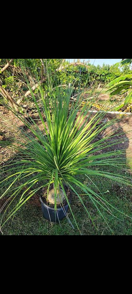 beaucarnea-recurvata-variegata-variegated-ponytail-palm