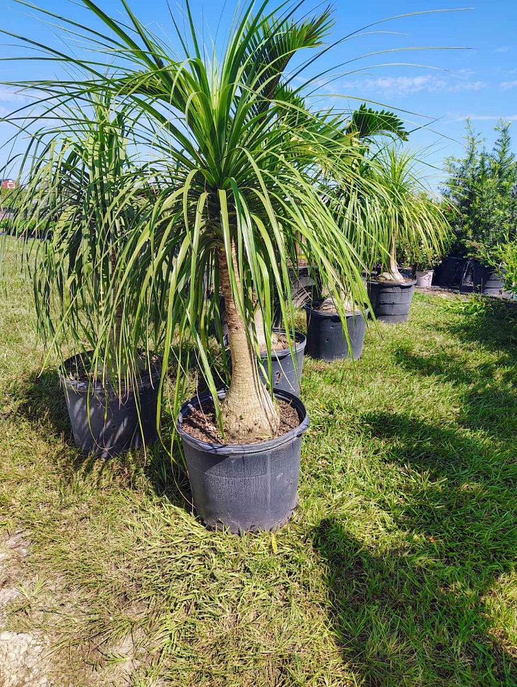 beaucarnea-recurvata-variegata-variegated-ponytail-palm