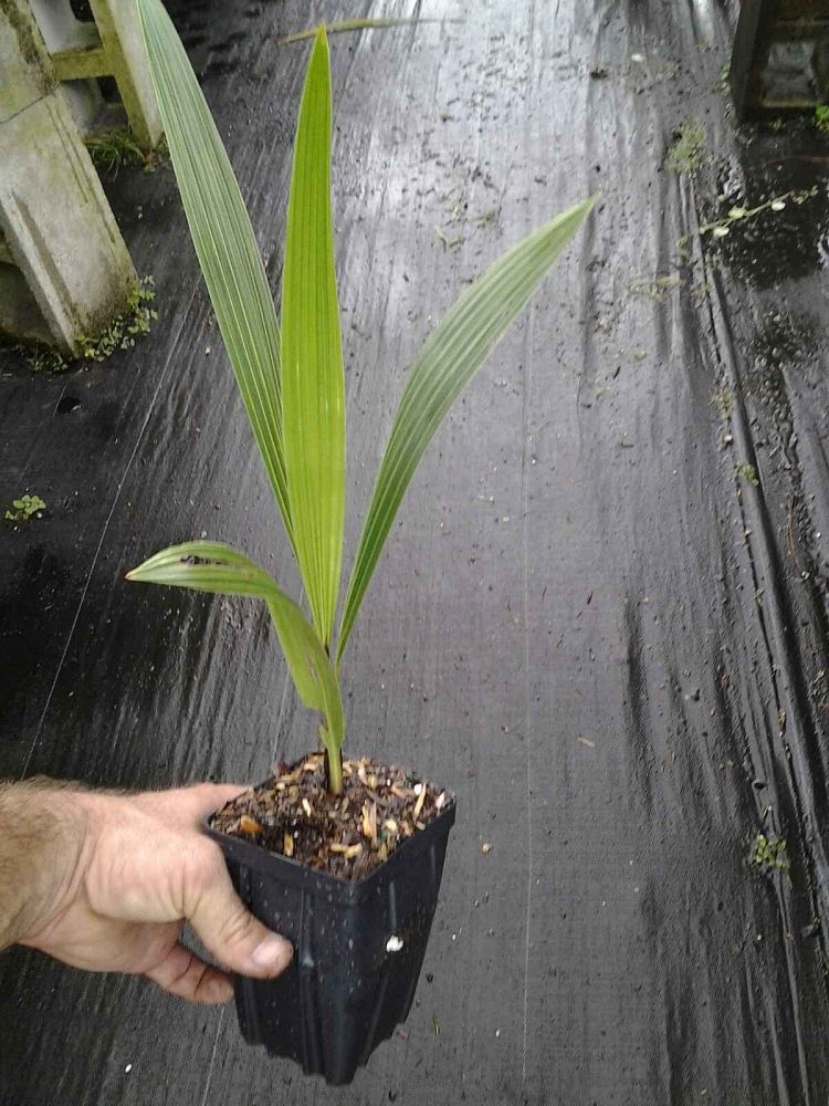 Mb Palms Plantant Beccariophoenix Alfredii High Plateau Coconut Palm Hardy
