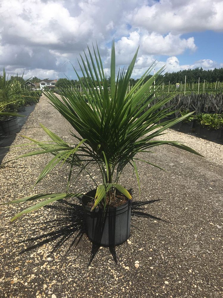 beccariophoenix-alfredii-high-plateau-coconut-palm-hardy-coconut-palm
