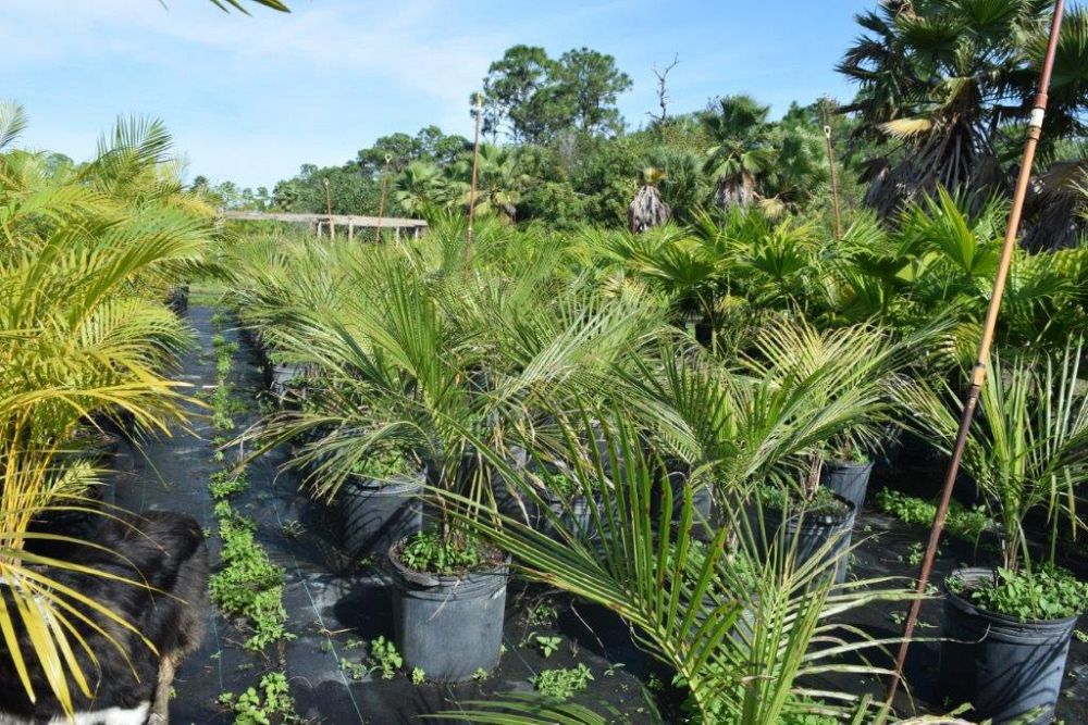 beccariophoenix-alfredii-high-plateau-coconut-palm-hardy-coconut-palm