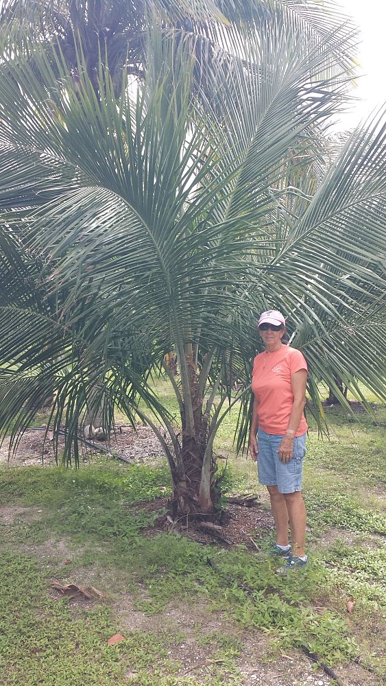 beccariophoenix-alfredii-high-plateau-coconut-palm-hardy-coconut-palm