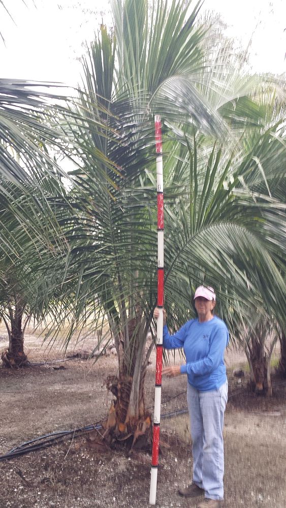 beccariophoenix-alfredii-high-plateau-coconut-palm-hardy-coconut-palm