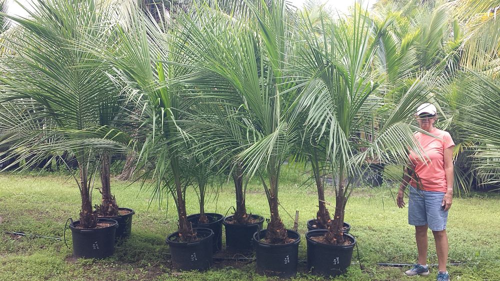 beccariophoenix-alfredii-high-plateau-coconut-palm-hardy-coconut-palm