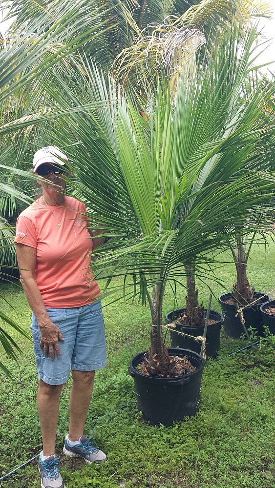 beccariophoenix-alfredii-high-plateau-coconut-palm-hardy-coconut-palm