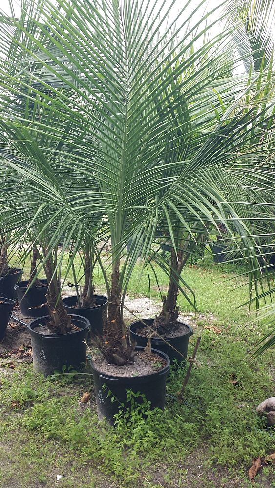 beccariophoenix-alfredii-high-plateau-coconut-palm-hardy-coconut-palm