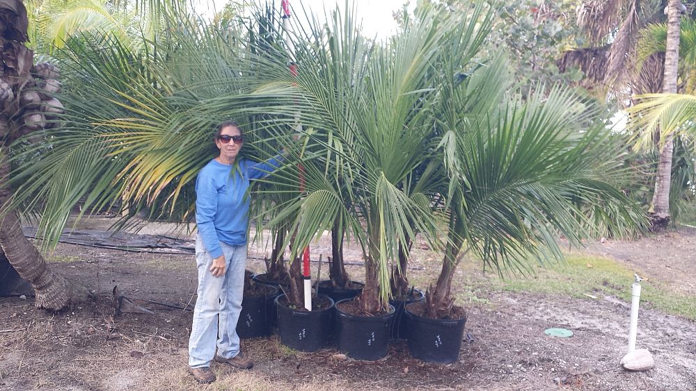 beccariophoenix-alfredii-high-plateau-coconut-palm-hardy-coconut-palm