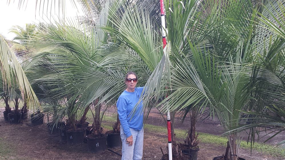 beccariophoenix-alfredii-high-plateau-coconut-palm-hardy-coconut-palm