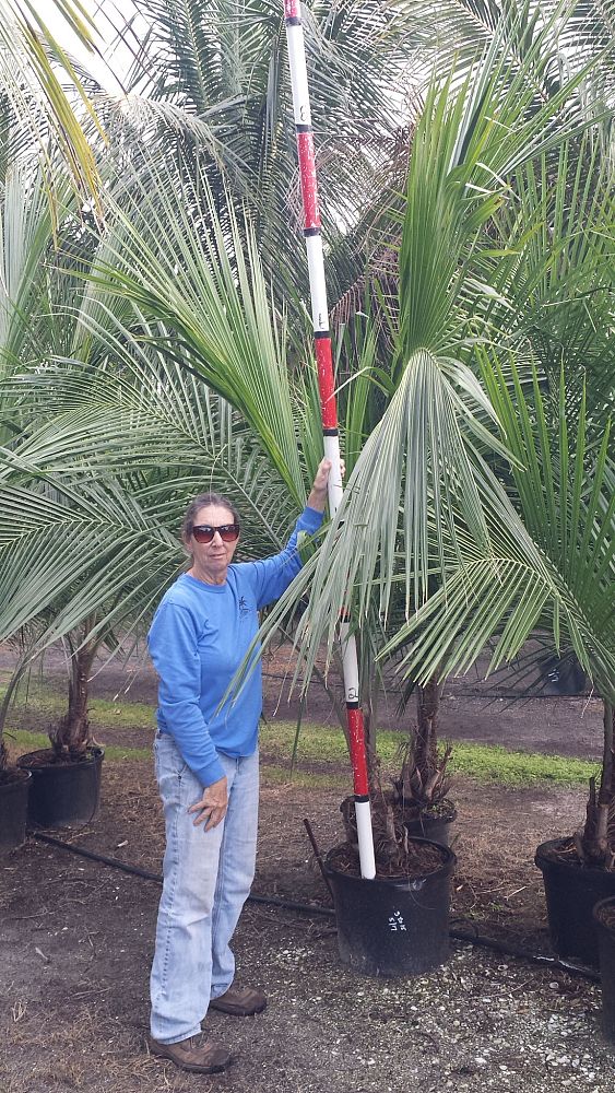 beccariophoenix-alfredii-high-plateau-coconut-palm-hardy-coconut-palm