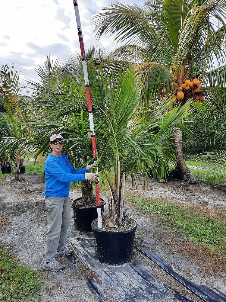 beccariophoenix-alfredii-high-plateau-coconut-palm-hardy-coconut-palm