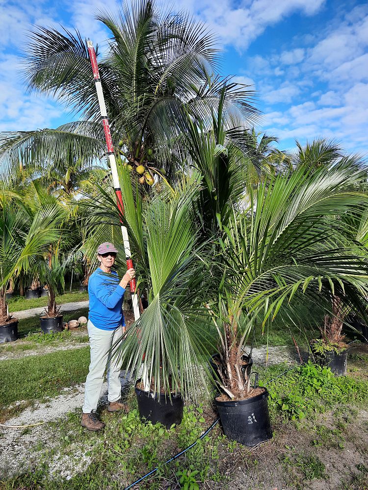 beccariophoenix-alfredii-high-plateau-coconut-palm-hardy-coconut-palm