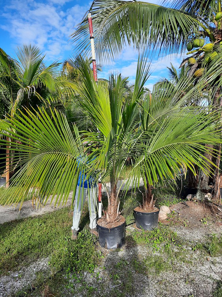 beccariophoenix-alfredii-high-plateau-coconut-palm-hardy-coconut-palm