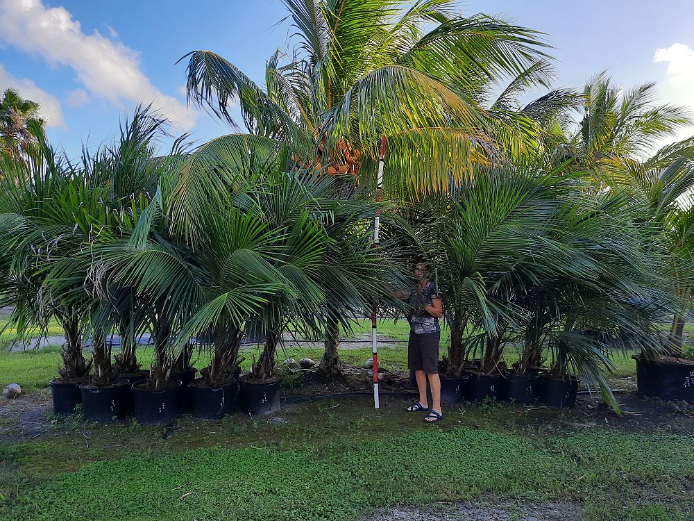 beccariophoenix-alfredii-high-plateau-coconut-palm-hardy-coconut-palm