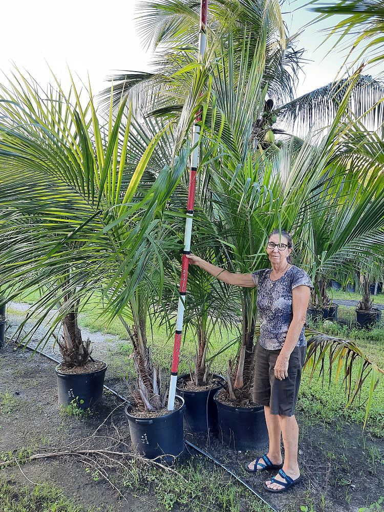 beccariophoenix-alfredii-high-plateau-coconut-palm-hardy-coconut-palm