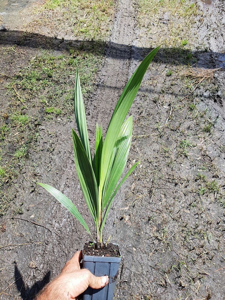 beccariophoenix-alfredii-high-plateau-coconut-palm-hardy-coconut-palm