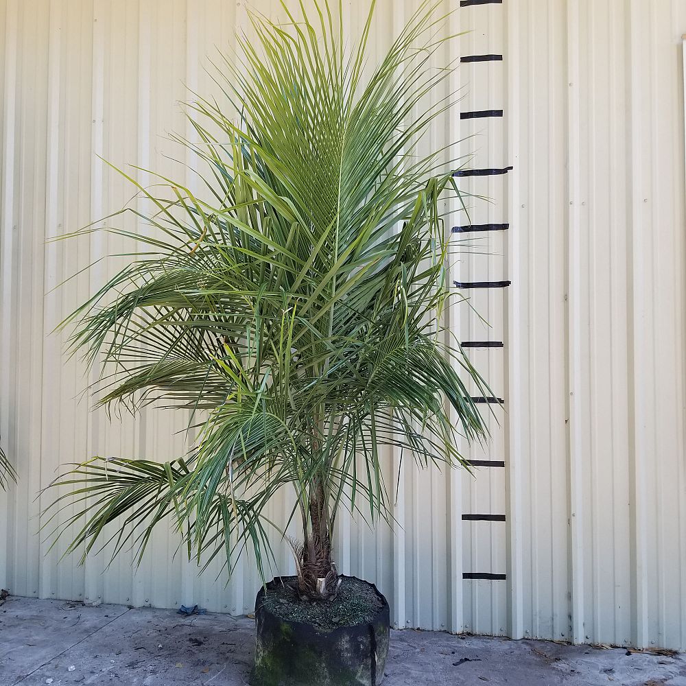 beccariophoenix-alfredii-high-plateau-coconut-palm-hardy-coconut-palm