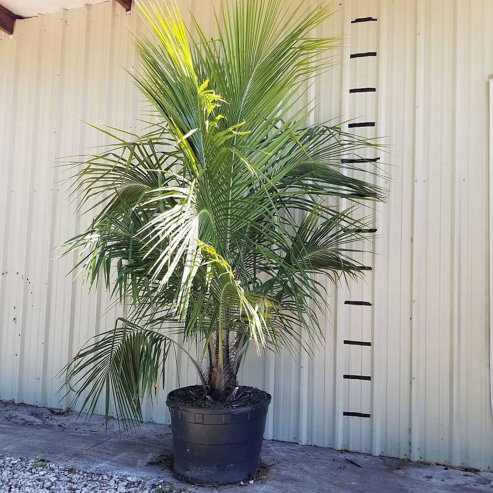 beccariophoenix-alfredii-high-plateau-coconut-palm-hardy-coconut-palm