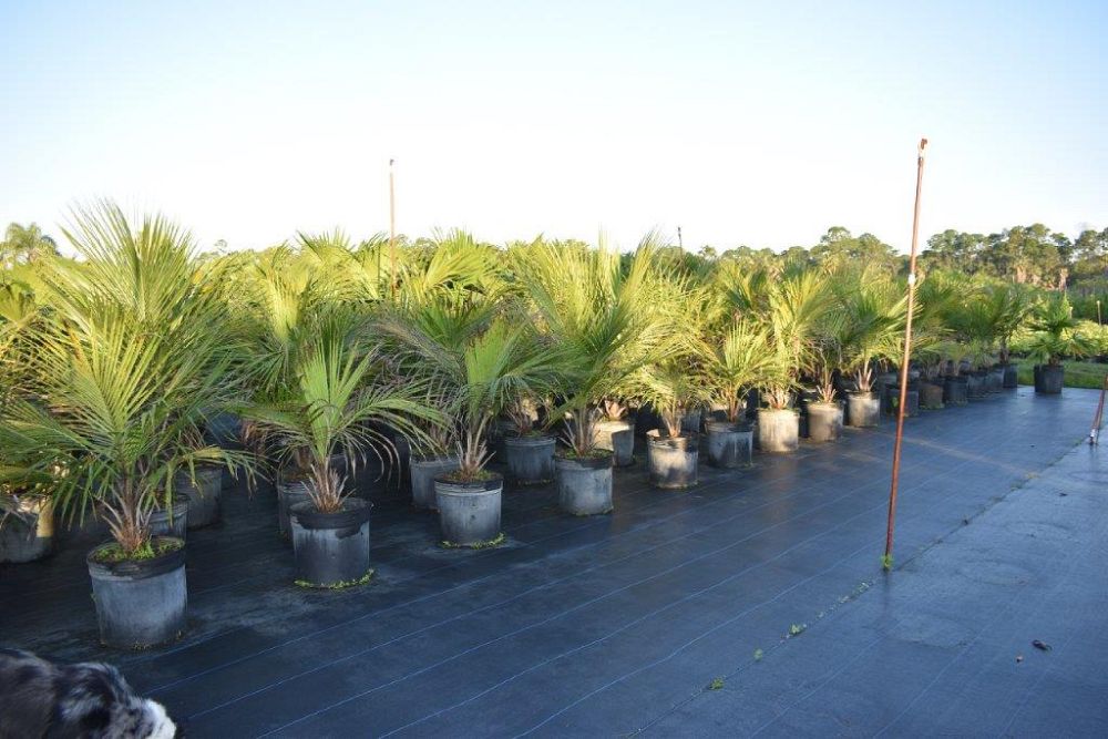 beccariophoenix-alfredii-high-plateau-coconut-palm-hardy-coconut-palm