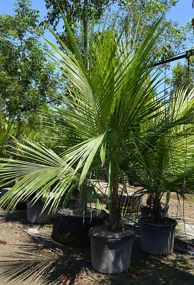 beccariophoenix-alfredii-high-plateau-coconut-palm-hardy-coconut-palm