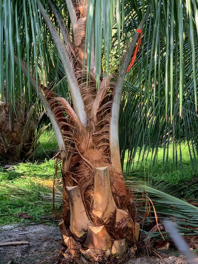 beccariophoenix-alfredii-high-plateau-coconut-palm-hardy-coconut-palm
