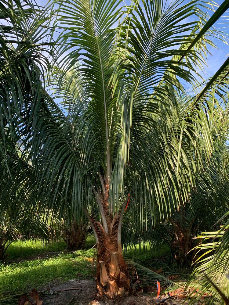beccariophoenix-alfredii-high-plateau-coconut-palm-hardy-coconut-palm