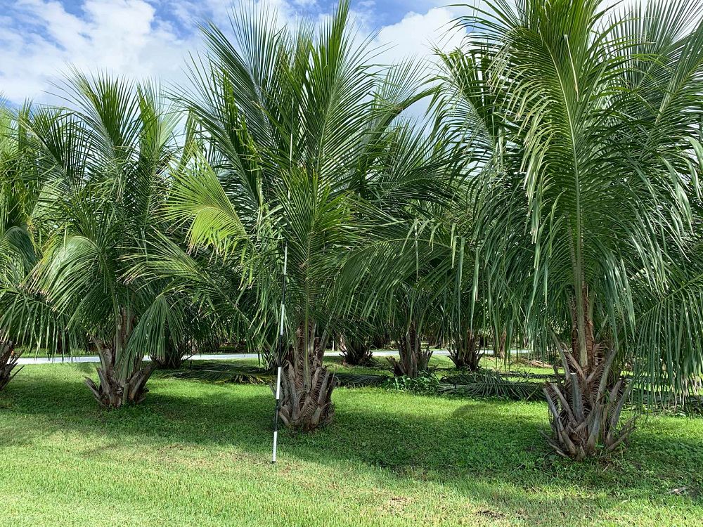 beccariophoenix-alfredii-high-plateau-coconut-palm-hardy-coconut-palm