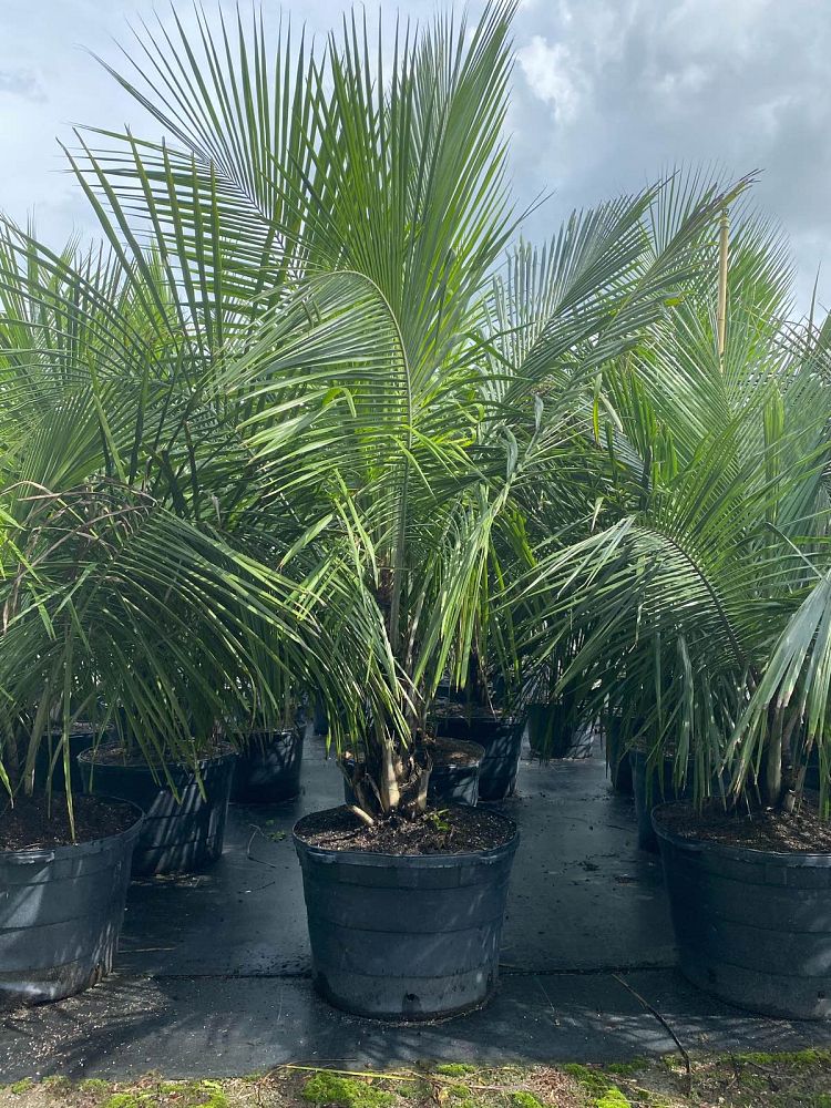 beccariophoenix-alfredii-high-plateau-coconut-palm-hardy-coconut-palm