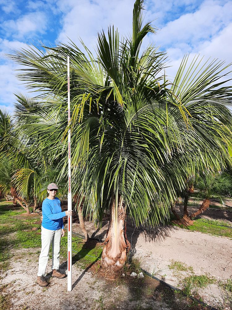 beccariophoenix-alfredii-high-plateau-coconut-palm-hardy-coconut-palm