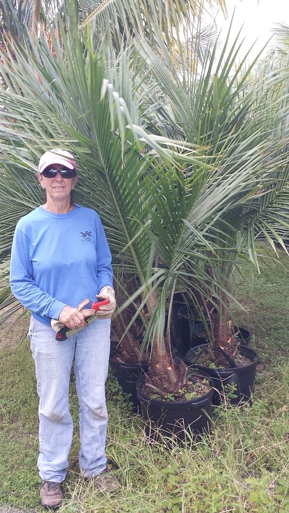 beccariophoenix-alfredii-high-plateau-coconut-palm-hardy-coconut-palm