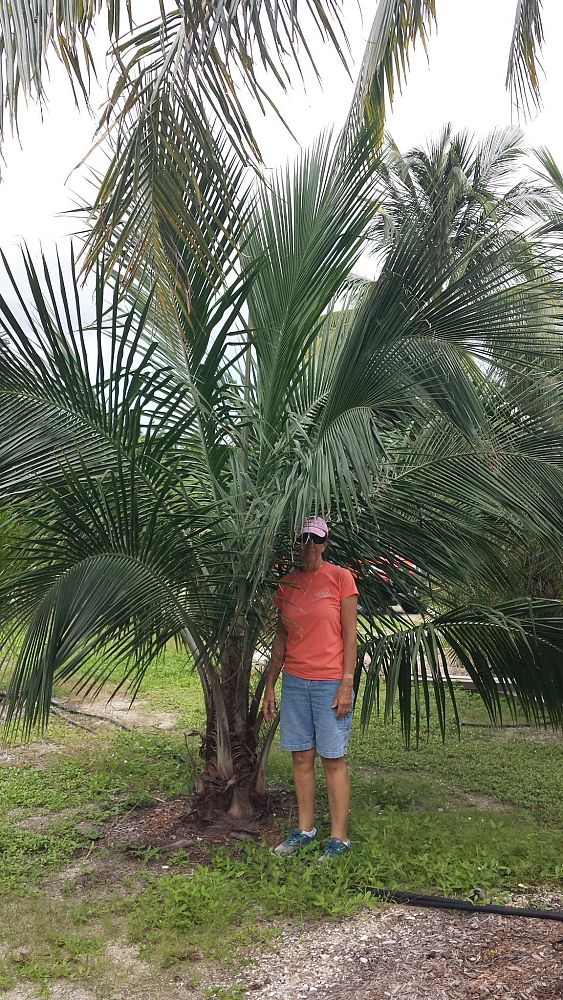 beccariophoenix-alfredii-high-plateau-coconut-palm-hardy-coconut-palm