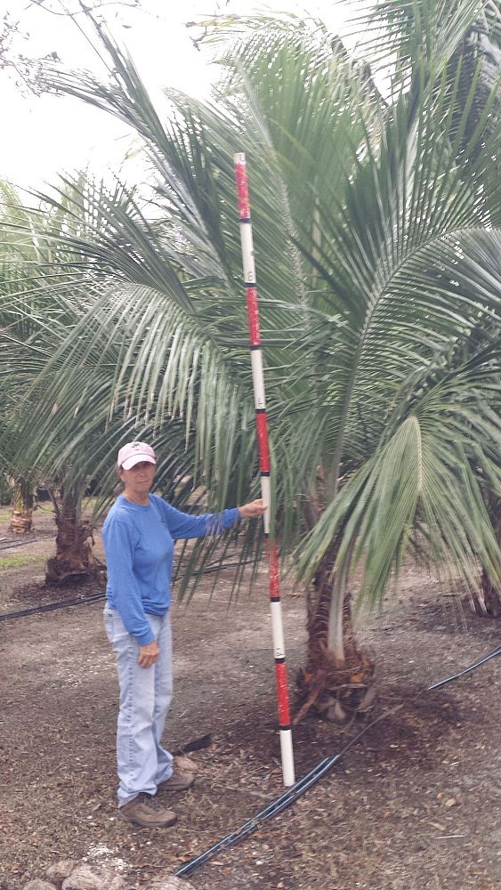 beccariophoenix-alfredii-high-plateau-coconut-palm-hardy-coconut-palm