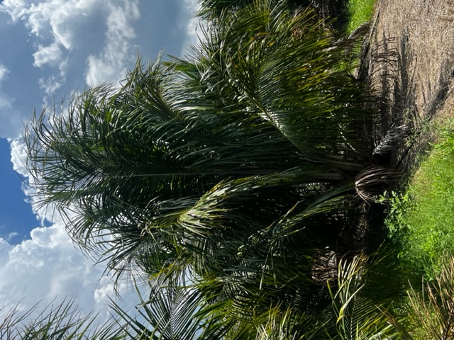 beccariophoenix-alfredii-high-plateau-coconut-palm-hardy-coconut-palm