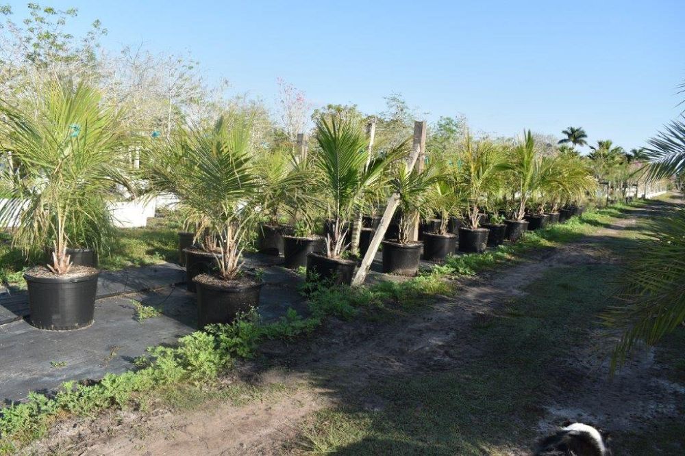 beccariophoenix-alfredii-high-plateau-coconut-palm-hardy-coconut-palm