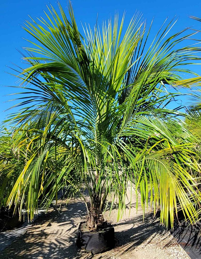 beccariophoenix-alfredii-high-plateau-coconut-palm-hardy-coconut-palm