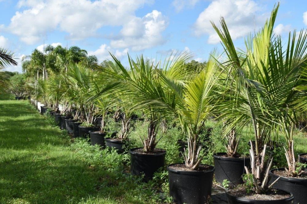 beccariophoenix-alfredii-high-plateau-coconut-palm-hardy-coconut-palm