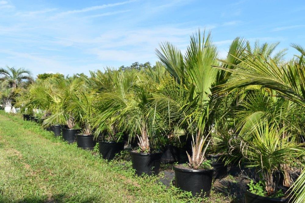 beccariophoenix-alfredii-high-plateau-coconut-palm-hardy-coconut-palm
