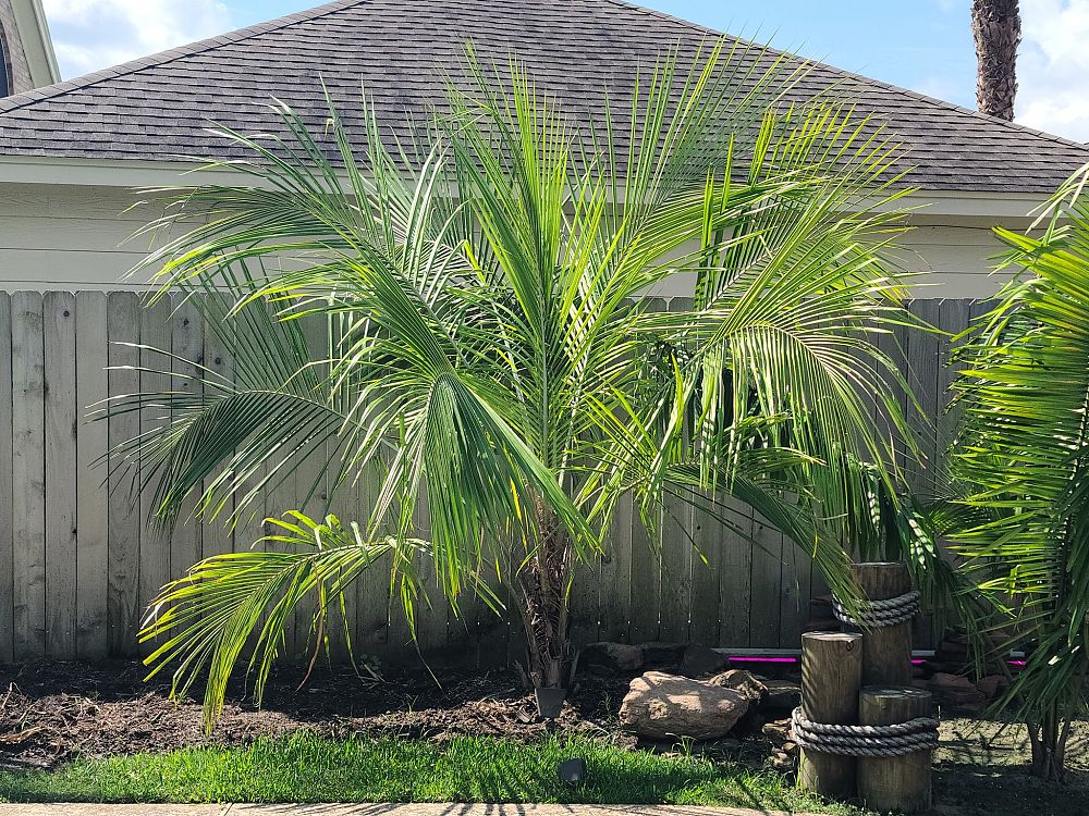 beccariophoenix-alfredii-high-plateau-coconut-palm-hardy-coconut-palm