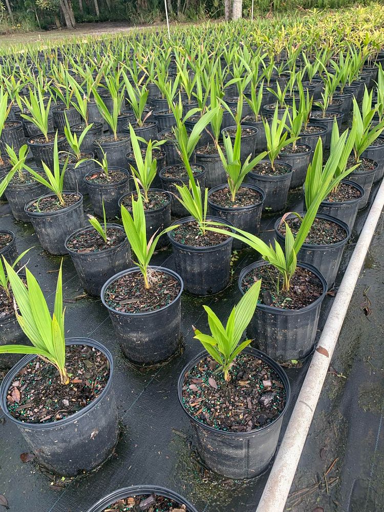 beccariophoenix-alfredii-high-plateau-coconut-palm-hardy-coconut-palm