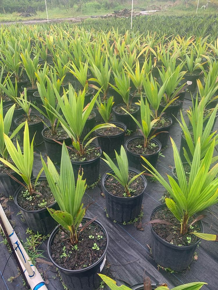 beccariophoenix-alfredii-high-plateau-coconut-palm-hardy-coconut-palm